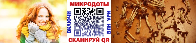 Галлюциногенные грибы Psilocybine cubensis  кракен как войти  Сланцы  дарнет шоп 