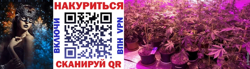 Шишки марихуана сатива  Сланцы 
